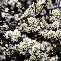 Slåen - Prunus Spinosa