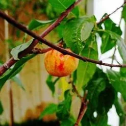 ​​​​​​​Nektarin 'Nectared'