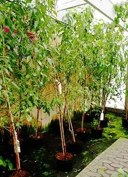 Prunus Amygdalus 'Ferskenmandel' 3 Prunus Amygdalus 'Ferskenmandel'