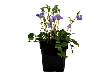 Vinca Minor - Vintergrøn / Liden Singrøn 3 Vinca Minor - Vintergrøn / Liden Singrøn