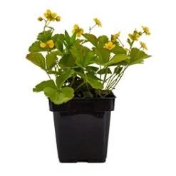 Guldjordbær Waldsteinia Ternata