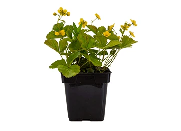 Guldjordbær Waldsteinia Ternata 3 Guldjordbær Waldsteinia Ternata