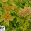Amerikansk Blærespiræa 'Tiny Wine' Gold -Smuk Haven Salgsbutik 8981006906