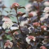 Amerikansk Blærespiræa 'Diabolo' -Smuk Haven Salgsbutik 8981006907