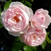 'Heritage' - Engelsk Rose -Smuk Haven Salgsbutik 8981006909