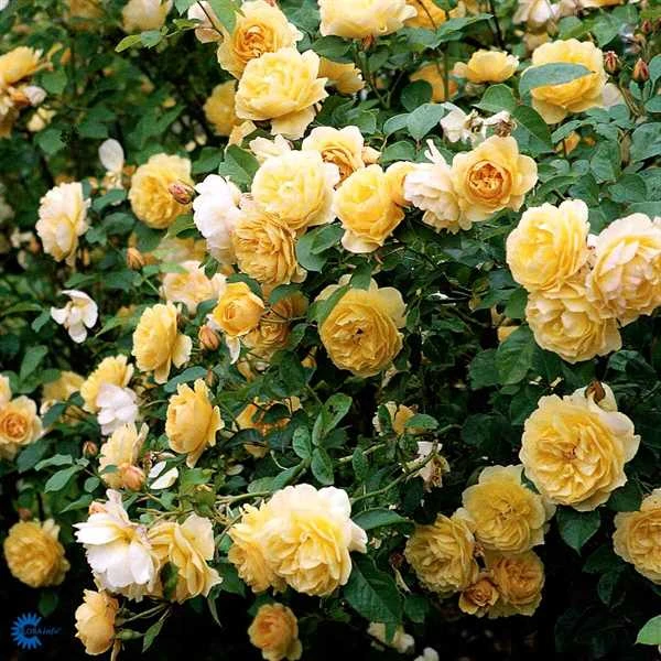 'Graham Thomas' - Engelsk Rose 3 'Graham Thomas' - Engelsk Rose