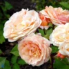 'Charles Austen' Engelsk Rose -Smuk Haven Salgsbutik 8981006919