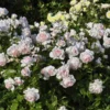 Storblomstret Rose - ROSA 'MORTEN KORCH' -Smuk Haven Salgsbutik 8981006944