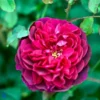 'Darcey Bussell' Ausdecorum - Engelsk Rose 2 'Darcey Bussell' Ausdecorum - Engelsk Rose -Smuk Haven Salgsbutik 89810069618