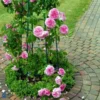 'Gertrude Jekyll' Ausbord - Engelsk Rose 1 'Gertrude Jekyll' Ausbord - Engelsk Rose -Smuk Haven Salgsbutik 89810069619