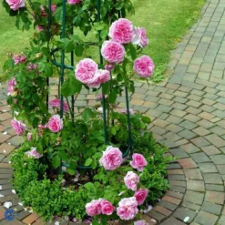 'Gertrude Jekyll' Ausbord - Engelsk Rose