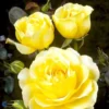 'TIVOLI 150'® POULDUCE (N) - Storblomstret Rose -Smuk Haven Salgsbutik 89810069626