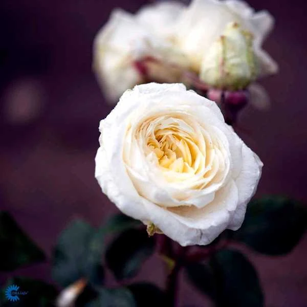 Claus Dalby - Storblomstret Rose 3 Claus Dalby - Storblomstret Rose