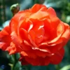 'Alexander' - Storblomstret Rose -Smuk Haven Salgsbutik 89810069628