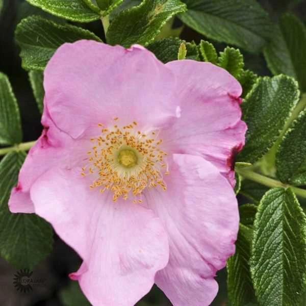 'Dagmar Hastrup' - Historisk Buskrose 3 'Dagmar Hastrup' - Historisk Buskrose