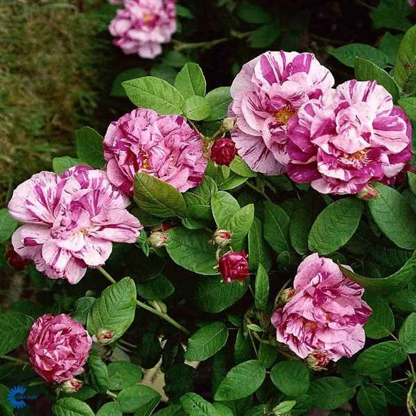 'Mundi' - Historisk Buskrose 3 'Mundi' - Historisk Buskrose