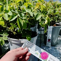 'Eugenie Guinoisseau' - Historisk Buskrose