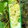 Vinplante - Vitis 'Solaris' -Smuk Haven Salgsbutik 89810069660