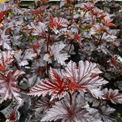 Amerikansk Blærespiræa 'Midnight'