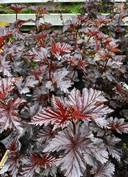 Amerikansk Blærespiræa 'Midnight' 3 Amerikansk Blærespiræa 'Midnight'