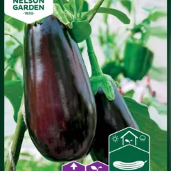Aubergine