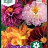 Dahlia -Smuk Haven Salgsbutik 93458