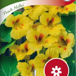 Buskblomsterkarse Peach Melba