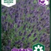 Ægte Lavendel 2 Ægte Lavendel -Smuk Haven Salgsbutik 93882