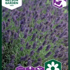 Ægte Lavendel