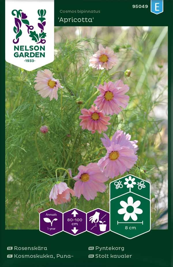 Stolt Kavaler `Apricota` 3 Stolt Kavaler `Apricota`