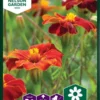 Tagetes `Burning Embers` -Smuk Haven Salgsbutik 95644