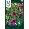 Snitblomst - Frøkenhat - Cresto Violet - Zinnia -Smuk Haven Salgsbutik 95988