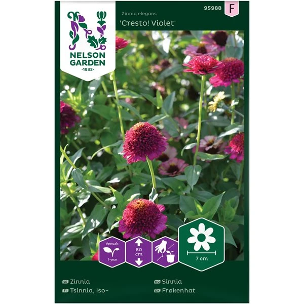 Snitblomst - Frøkenhat - Cresto Violet - Zinnia 3 Snitblomst - Frøkenhat - Cresto Violet - Zinnia