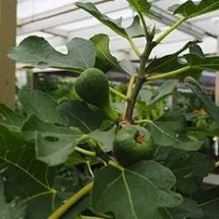 Figen - 'Bornholm' På Stamme