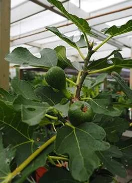 Figen - 'Bornholm' På Stamme 3 Figen - 'Bornholm' På Stamme