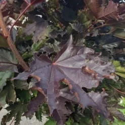 Spidsløn 'Crimson Sentry'