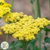 ACHILLEA 'SASSY SUMMER LEMON'®' -Smuk Haven Salgsbutik Achillea20Sassy20Summer20Lemon