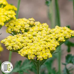 ACHILLEA 'SASSY SUMMER LEMON'®'