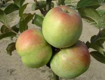 Æbletræ 'Filippa' 3 Æbletræ 'Filippa'