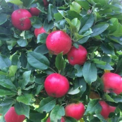 Æbletræ 'Discovery'