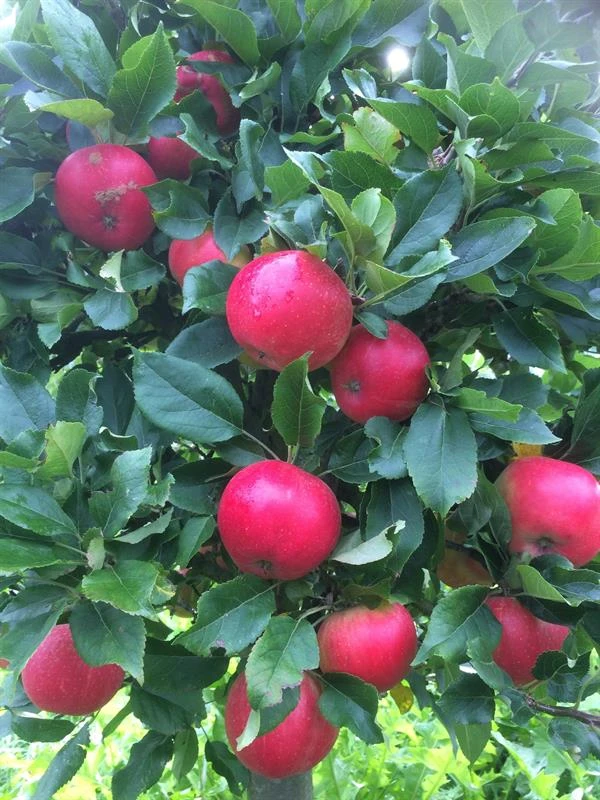 Æbletræ 'Discovery' 3 Æbletræ 'Discovery'