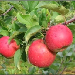 Æbletræ 'Santana'(R)