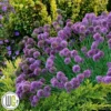 'ALLIUM 'MEDUSA'®' 1 'ALLIUM 'MEDUSA'®' -Smuk Haven Salgsbutik Allium2020Medusa