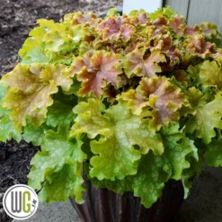 Alunrod 'APPLE TWIST'®'