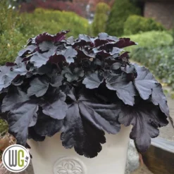 Alunrod 'BLACK PEARL'®'