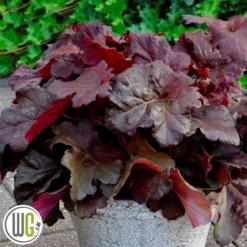 Alunrod 'MAHOGANY MONSTER'®'