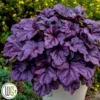 Alunrod 'WILDBERRY'®' -Smuk Haven Salgsbutik Alunrod20Wildberry