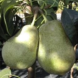 Pære Anna 3 Pære Anna