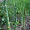 Asparges `Gijnlim` 1 Asparges `Gijnlim` -Smuk Haven Salgsbutik Asparagus pro