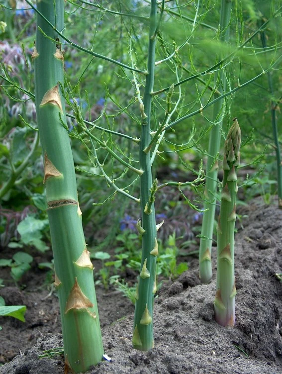 Asparges `Gijnlim` 3 Asparges `Gijnlim`